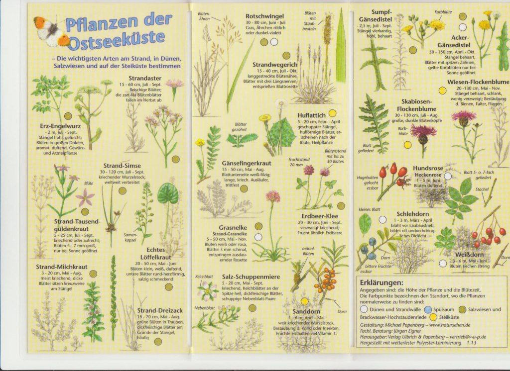 Faltblatt "Pflanzen der Ostseeküste"